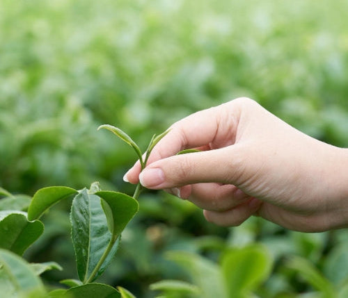 Leaf Plucking